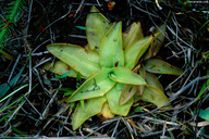 Pinguicula planifolia