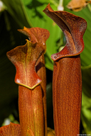 Sarracenia alabamensis ssp. wherryi