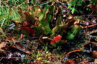 Sarracenia purpurea ssp. venosa var. montana