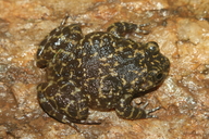 Kirthisinghe's Rock Frog