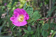 Rosa nutkana