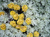 Helichrysum splendidum