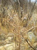 Dudleya variegata