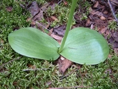 Platanthera orbiculata