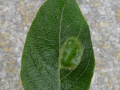 Pontania bridgmanii