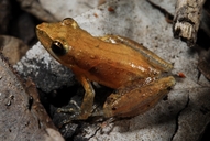 Litoria microbelos