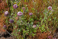 Trifolium grayi var.
