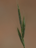 Brachypodium distachyon