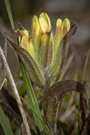 Castilleja affinis ssp. neglecta