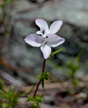 Small Flowered Calycadenia