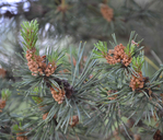 Pinus sylvestris var. nevadensis