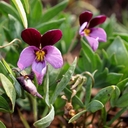 Viola trinervata
