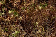 Trifolium depauperatum var. truncatum