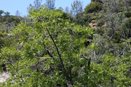 Northern California Black Walnut
