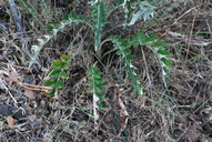 Cirsium occidentale var. lucianum
