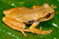 Gastrotheca pachachacae