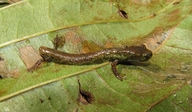 Salamandra Kekchi