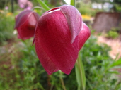 Mahogany Globe Tulip