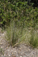 Stipa lepida