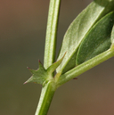 Lathyrus lanszwertii var. lanszwertii