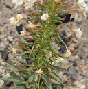 Eremothera boothii ssp. desertorum