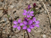 Navarretia prolifera ssp. prolifera