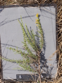 Ericameria palmeri var. pachylepis