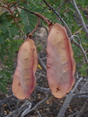Caesalpinia kavaiensis