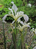 Bowl-tube Iris