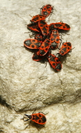 Pyrrhocoris apterus