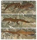 Hemidactylus sataraensis