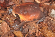 Breviceps mossambicus