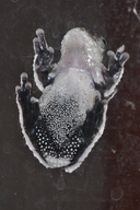 Dendropsophus melanargyreus