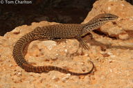 Spiney-tailed Monitor