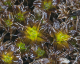 Syntrichia caninervis