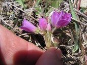 Allium dichlamydeum