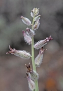 Caulanthus crassicaulis ssp. crassicaulis