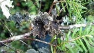 Pseudocyphellaria mallota