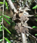 Pseudocyphellaria mallota