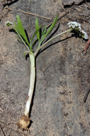 Orogenia linearifolia