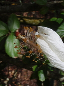 Hibiscus arnottianus ssp. immaculatus