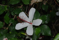 Hibiscus waimeae ssp. waimeae