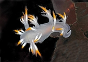 Dendronotus albus