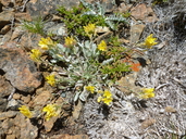 Physaria occidentalis