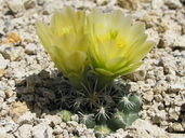 Sclerocactus nyensis