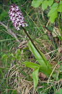 Orchis purpurea ssp. purpurea