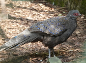 Germain's Peacock Pheasant