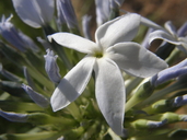 Amsonia grandiflora