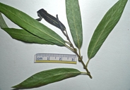 Salix lasiandra var. lasiandra