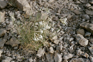 Amsonia longiflora